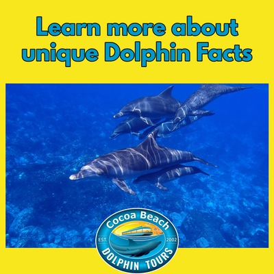 Unique facts about dolphins.