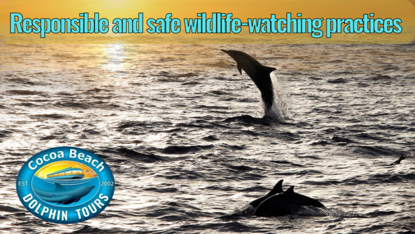 Responsible and safe wildlife-watching practices from Cocoa Beach Dolphin Tours.