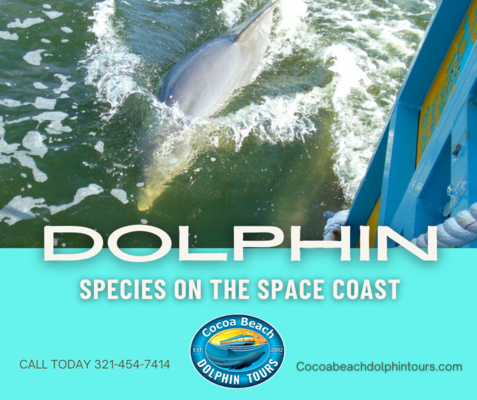 The different dolphin species found on Florida’s Space Coast.